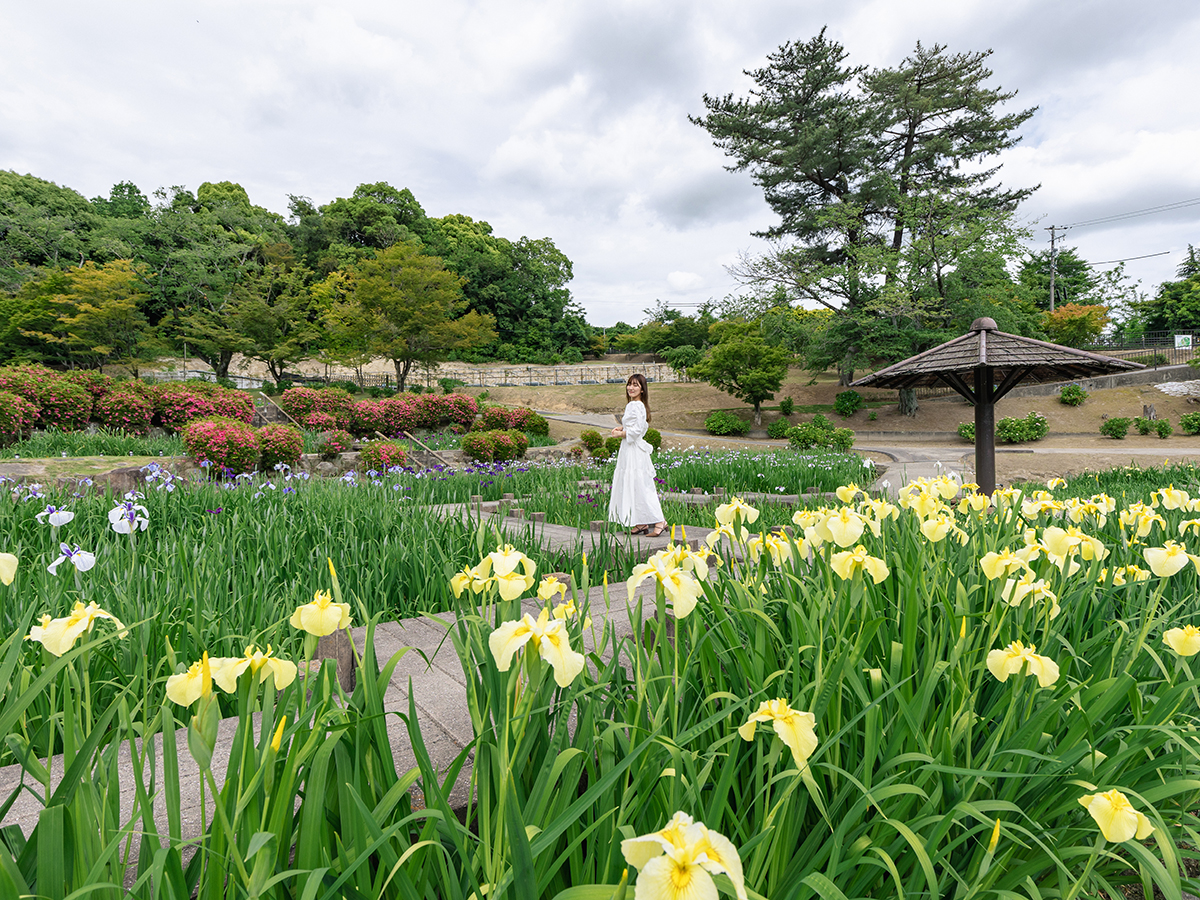東公園花菖蒲まつり