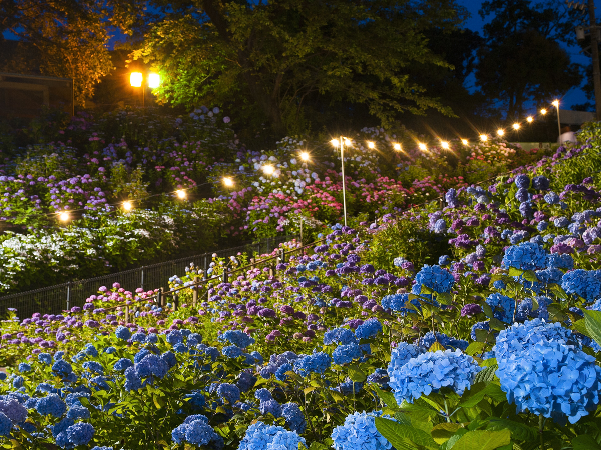 Katahara Onsen Hot Spring Hydrangea Festival