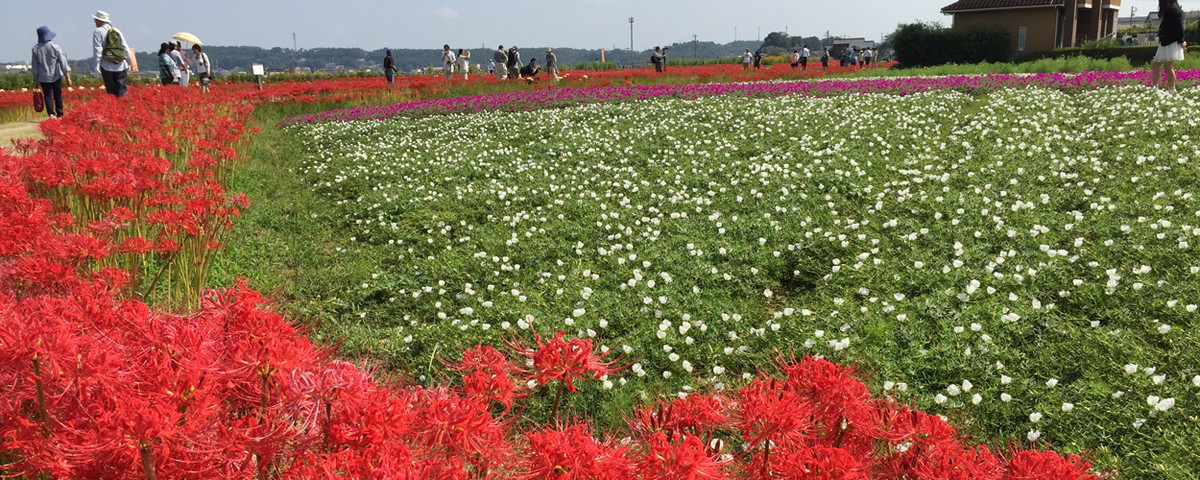 矢胜川（彼岸花）