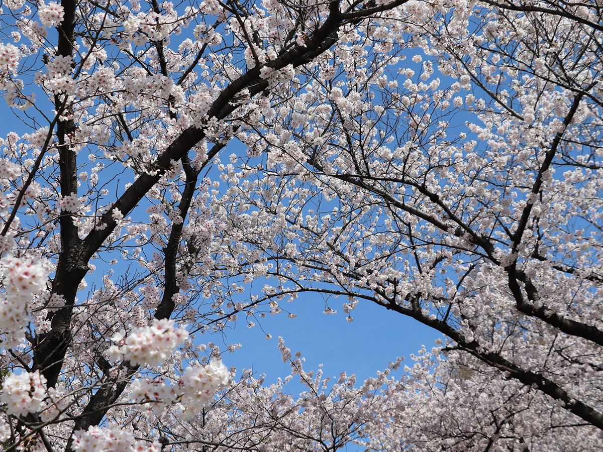 Spring Flower Festival: Rapeseed and Cherry Blossoms