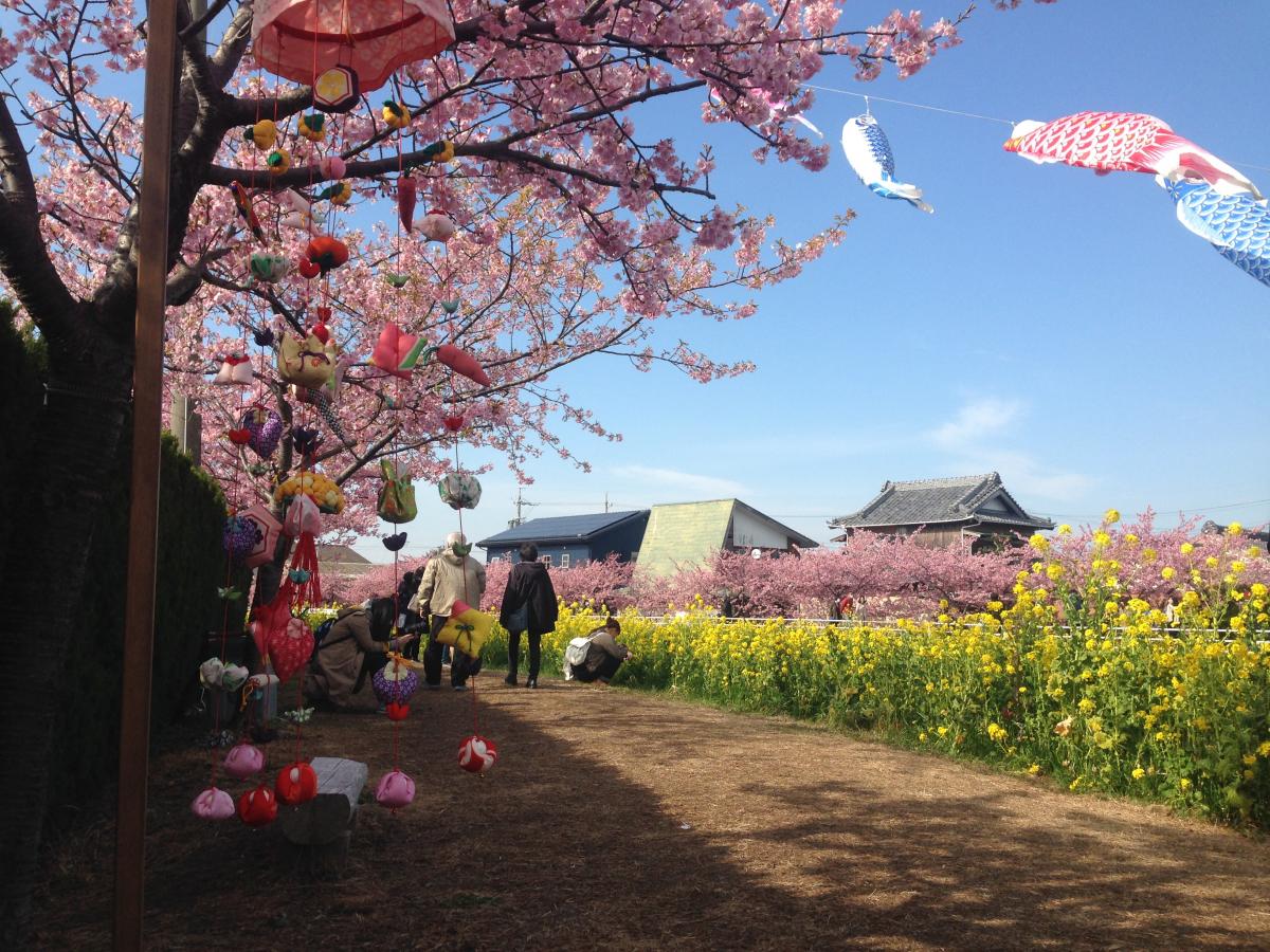 免々田川 菜の花・桜まつり