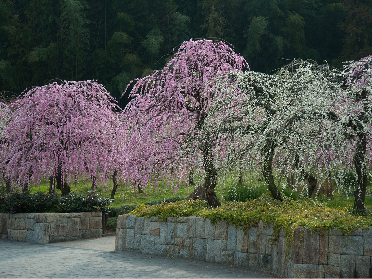 Nagoya City Agricultural Center Dela Farm