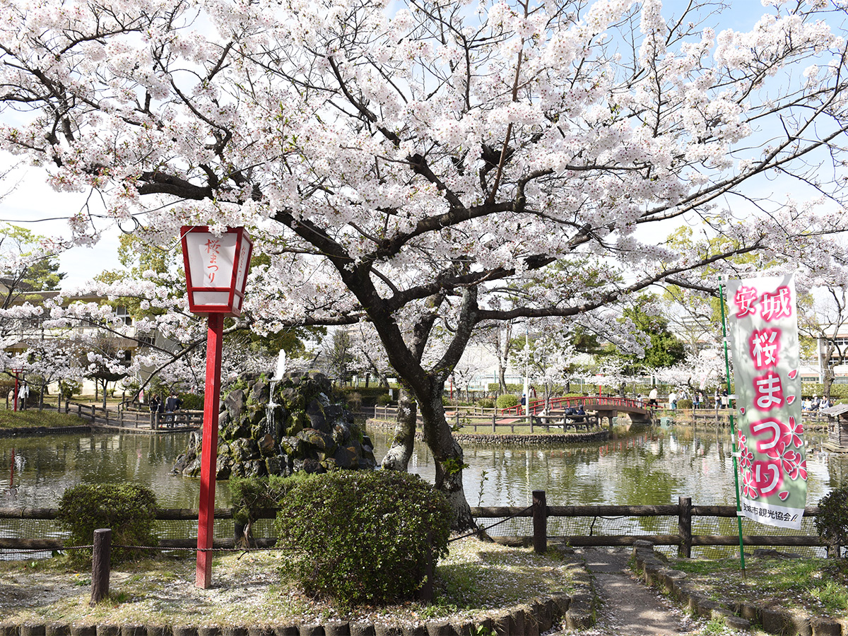 安城樱花节