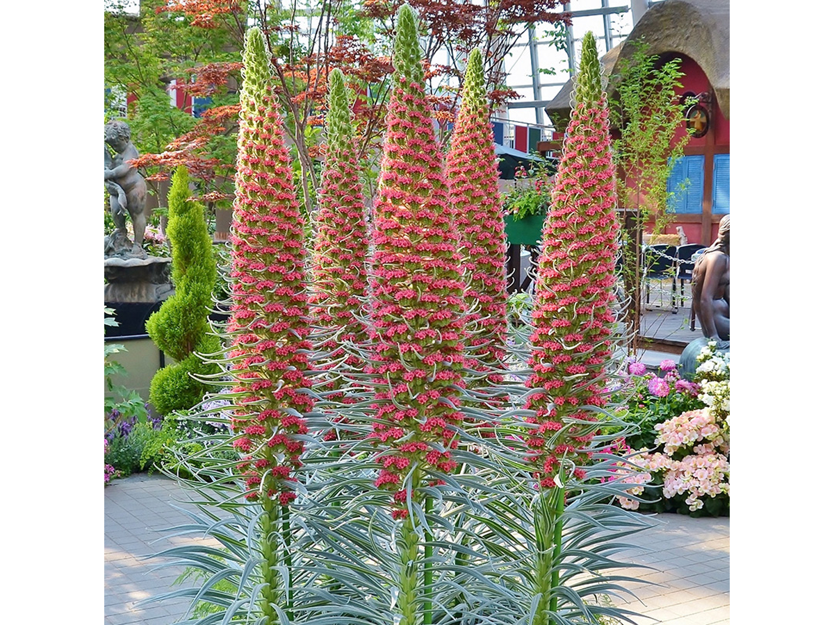 Denpark Flower Festival