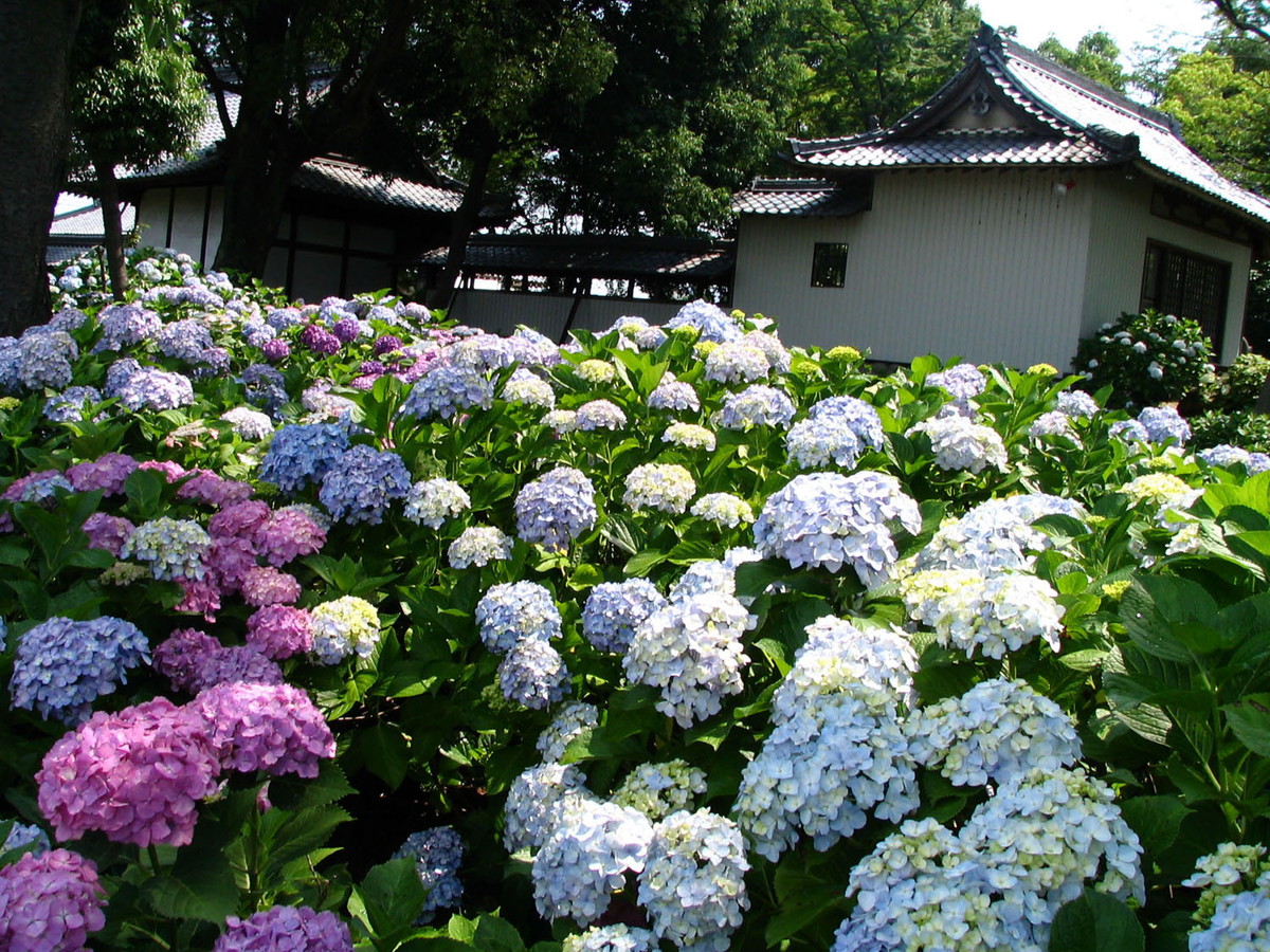 Ongakuji Temple Hydrangea Festival (Ongakuji Ajisai Matsuri)