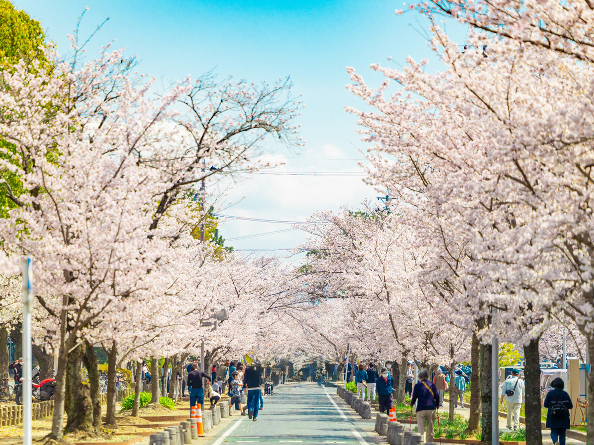 豊川市桜まつり