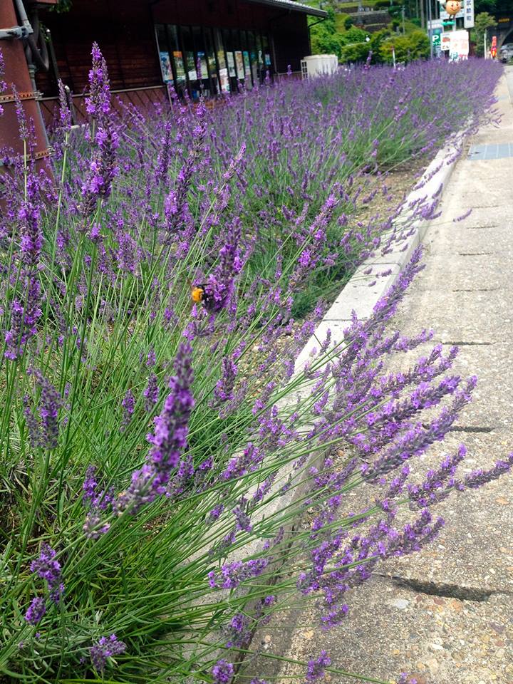 Lavender Fair - Roadside Station Donguri-no-Sato Inabu