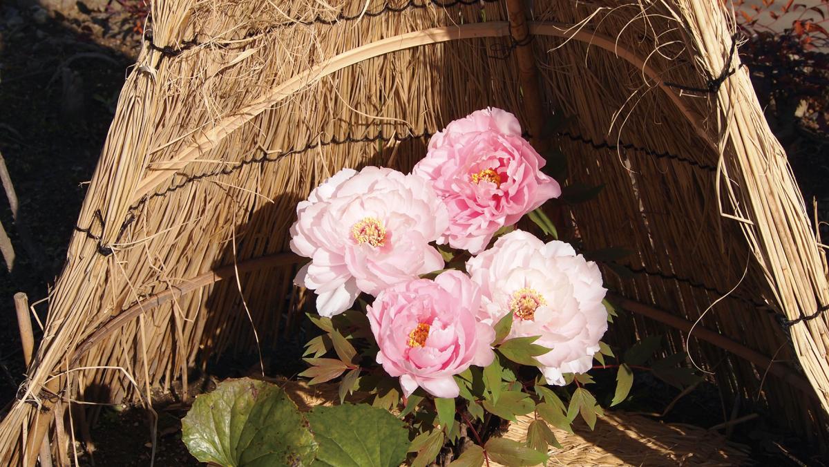 戲寒　德川園的冬季牡丹