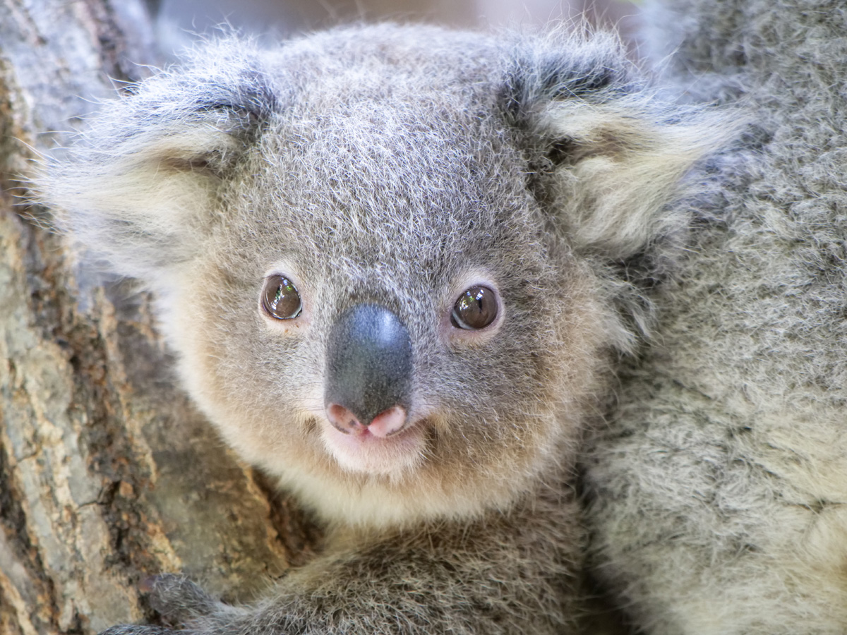 Higashiyama Zoo and Botanical Gardens, Higashiyama Sky Tower (Higashiyama Do-Shokubutsu-en, Higashiyama Sukai Tawa)