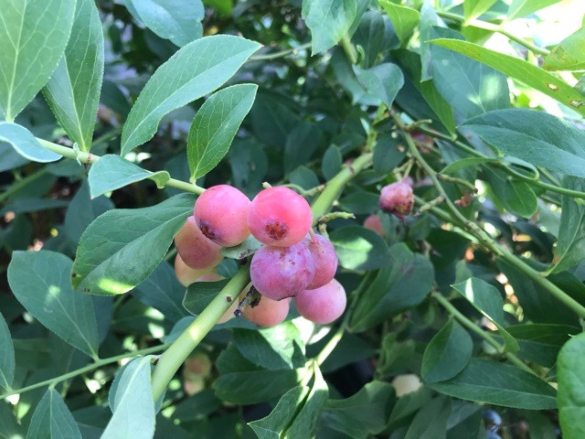 ブルーベリースターみかわ