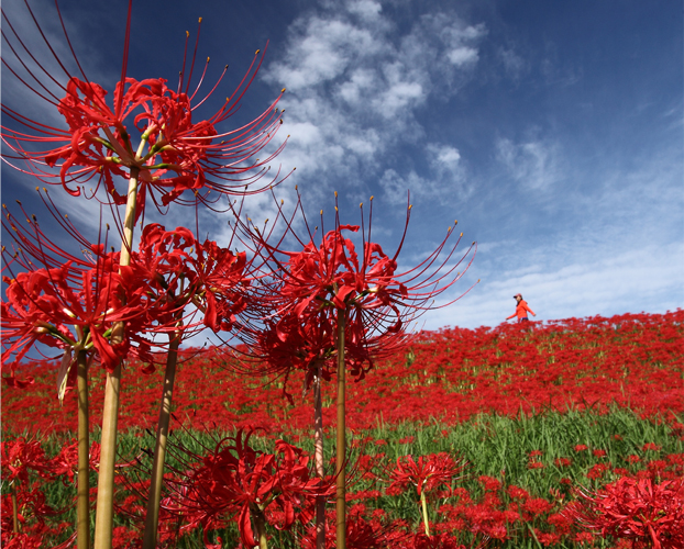 矢胜川（彼岸花）