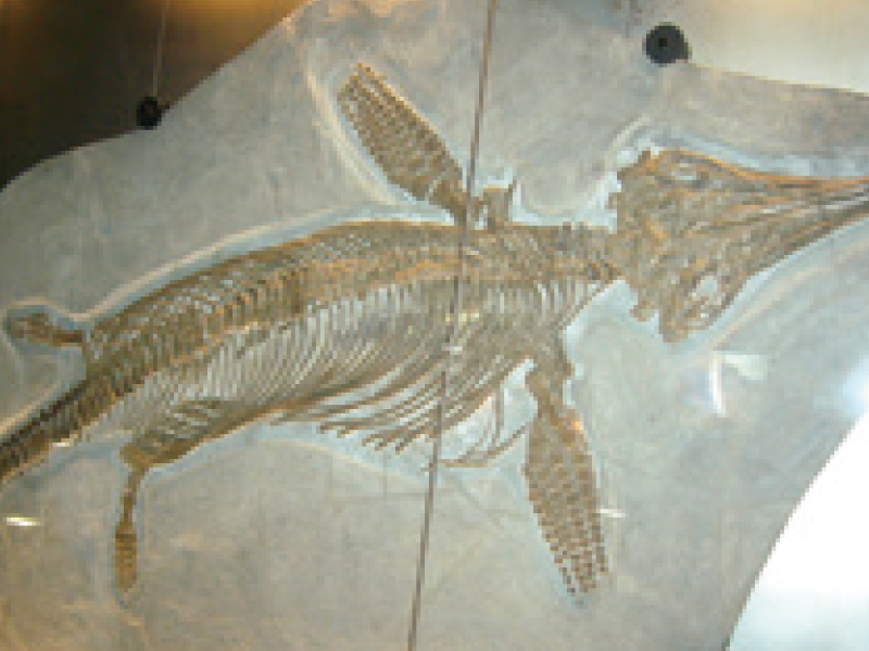 蒲郡市生命の海科学館