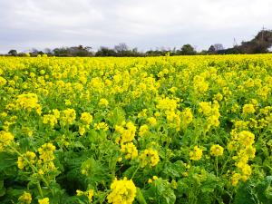 อิราโกะ นาโนะฮานะ การ์เด้น (เทศกาลทุ่งมัสตาร์ด)