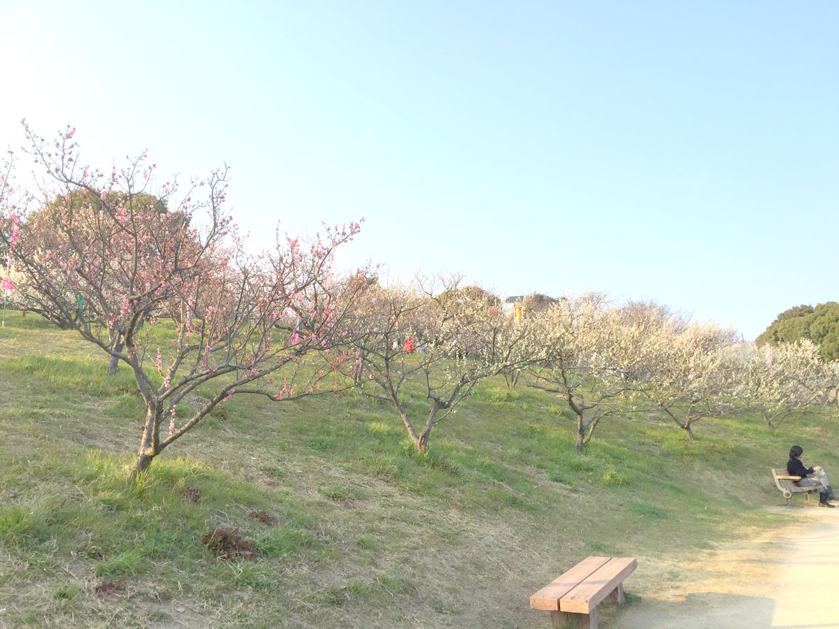 เทศกาลดอกบ๊วยที่สระโซริ ครั้งที่ 35 และครบรอบ 55 ปี แห่งการก่อตั้งเมืองชิตะ