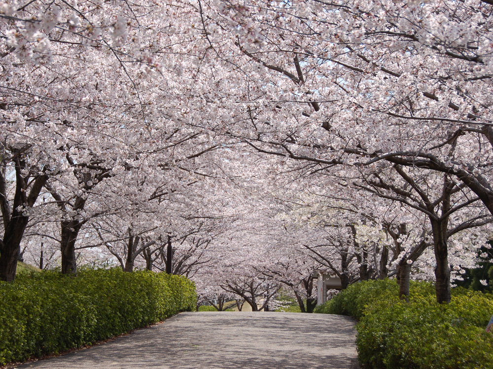 於大公園　桜のトンネル