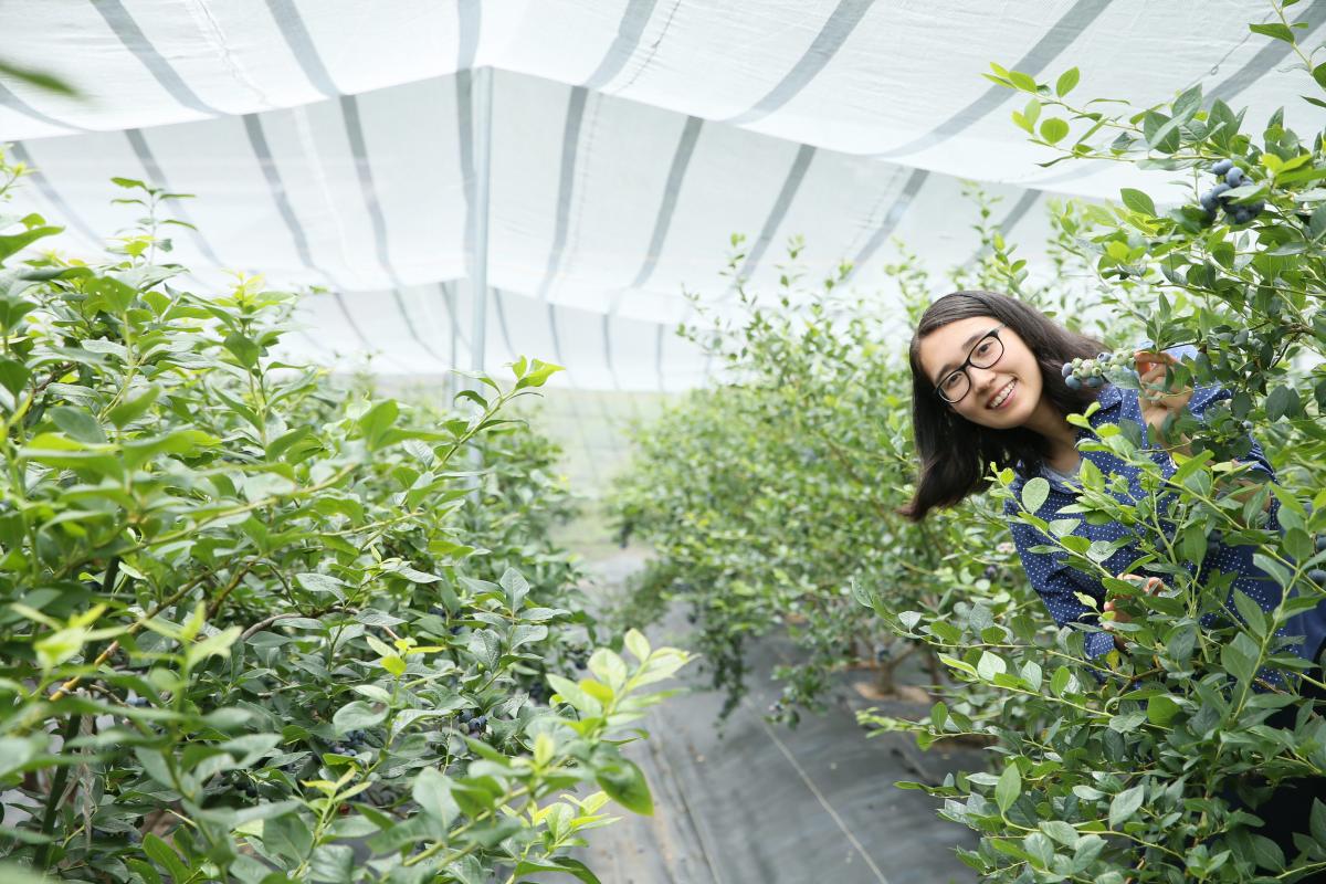 ブルーベリーのこみち