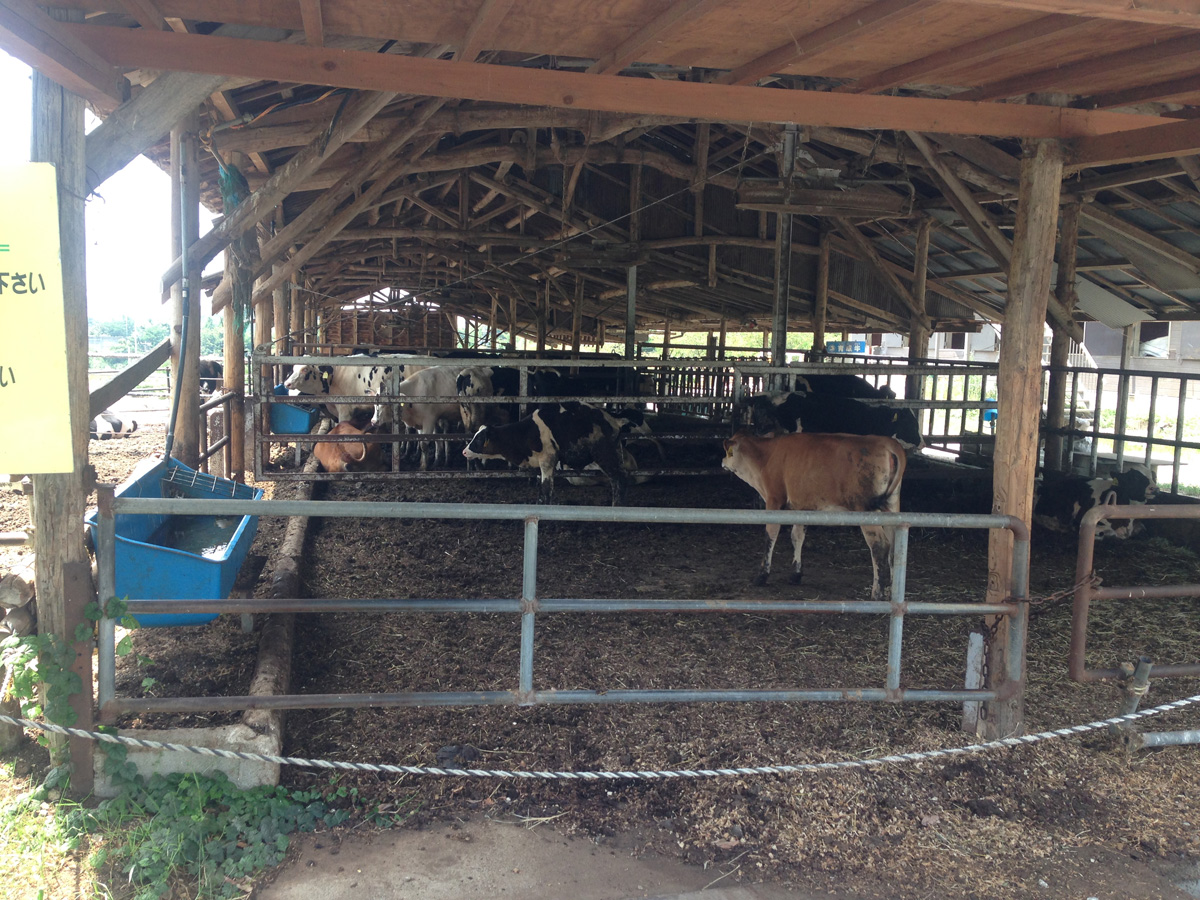 愛知牧場のキバナコスモス畑