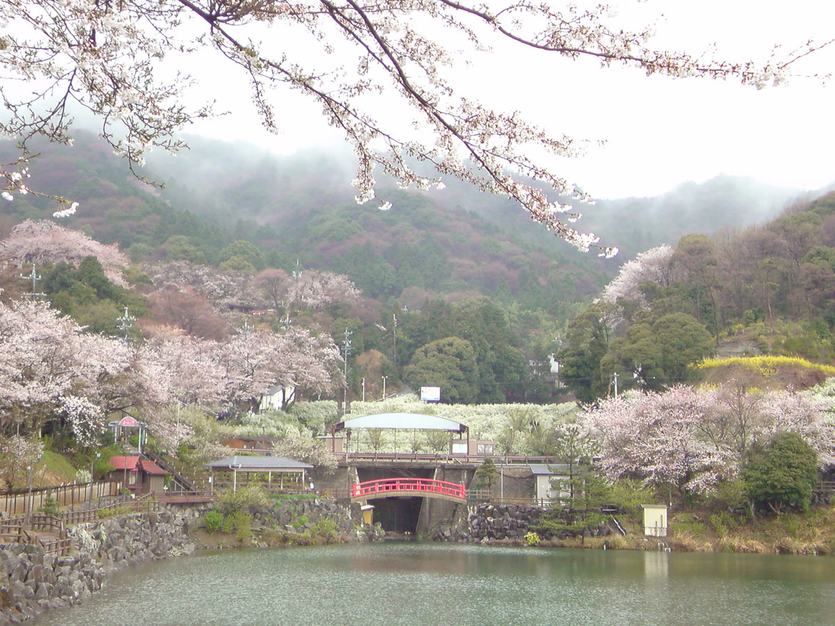桜ゆきやなぎ祭