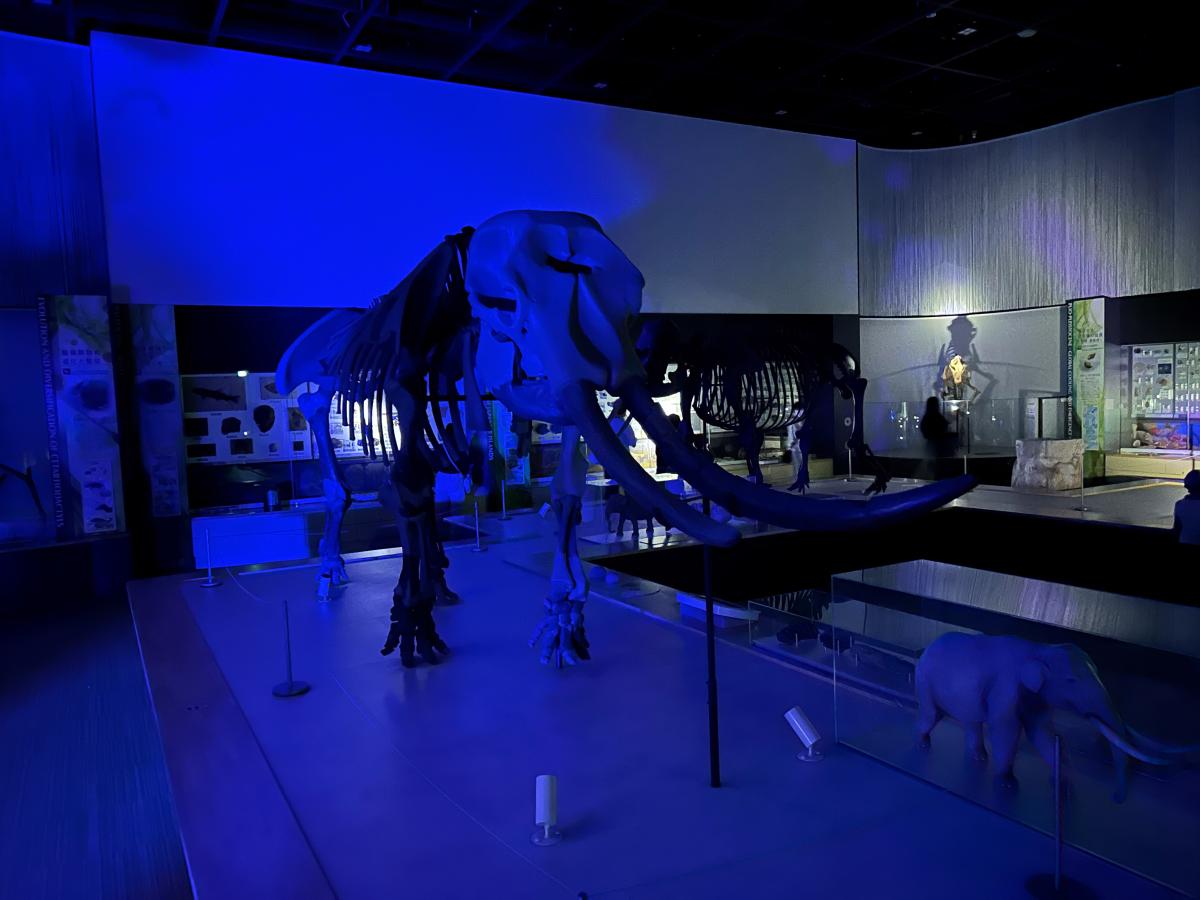 のんほいパーク　ナイトZOO