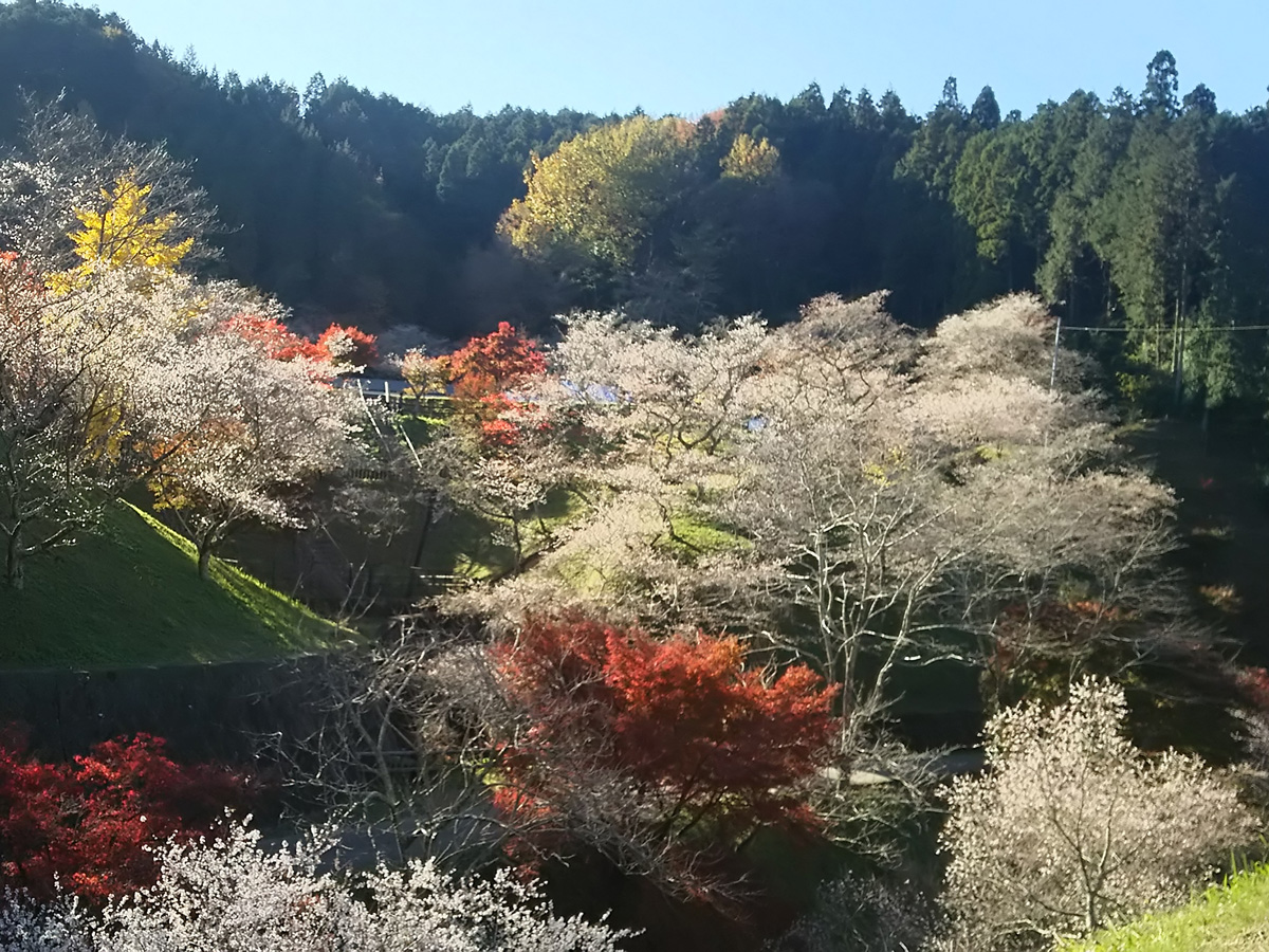 Shikizakura Four-Season Cherry Blossoms - Obara Fureai Park