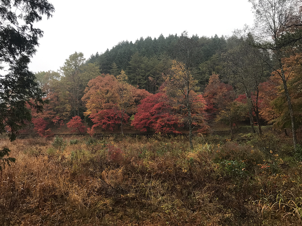 タカドヤ湿地 もみじまつり