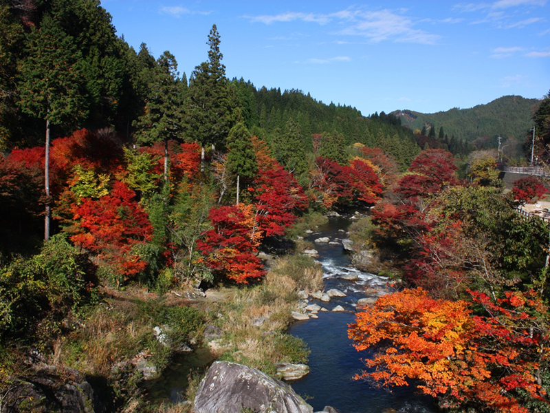 Inabu Maple Festival