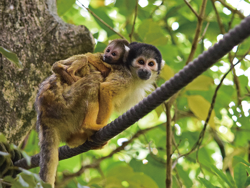 日本モンキーセンター
