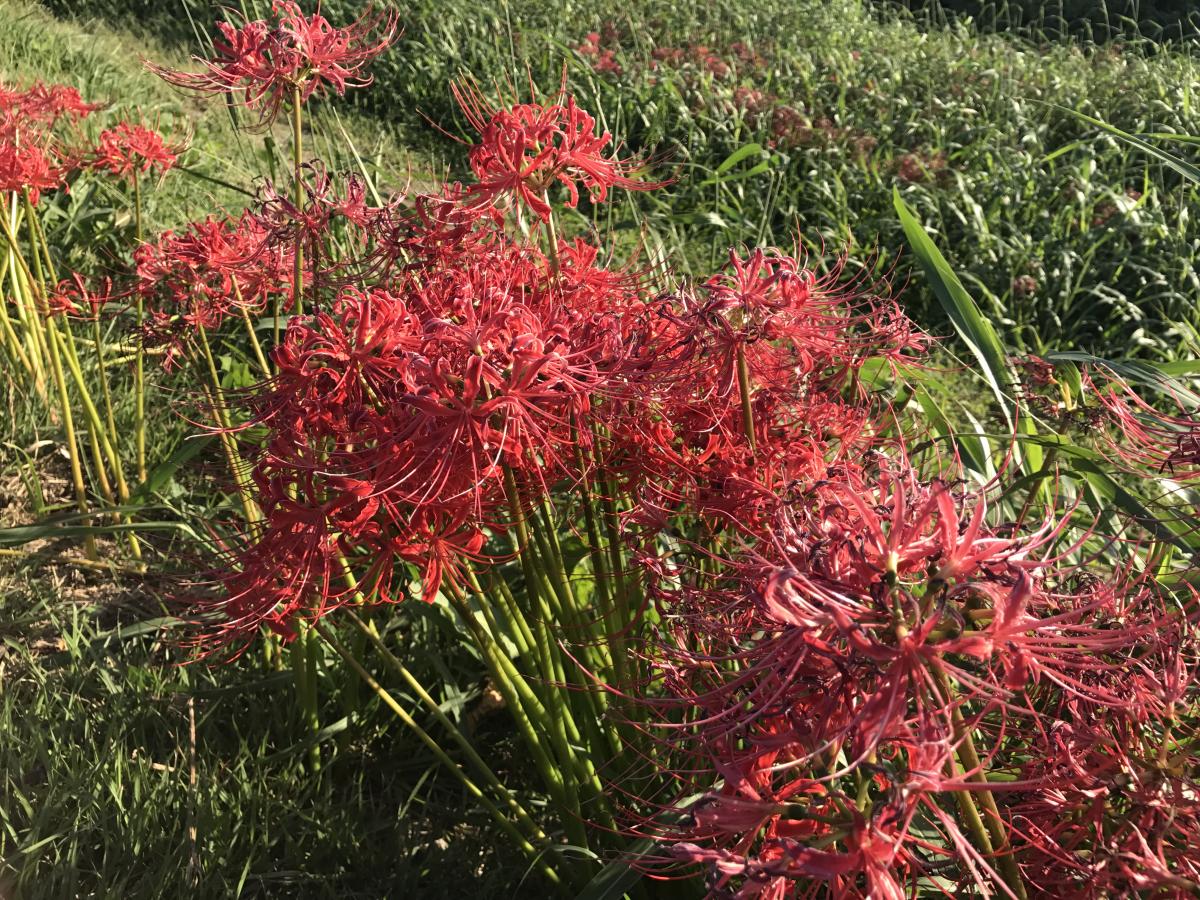 Yakachi River and Red Spider Lily Fields