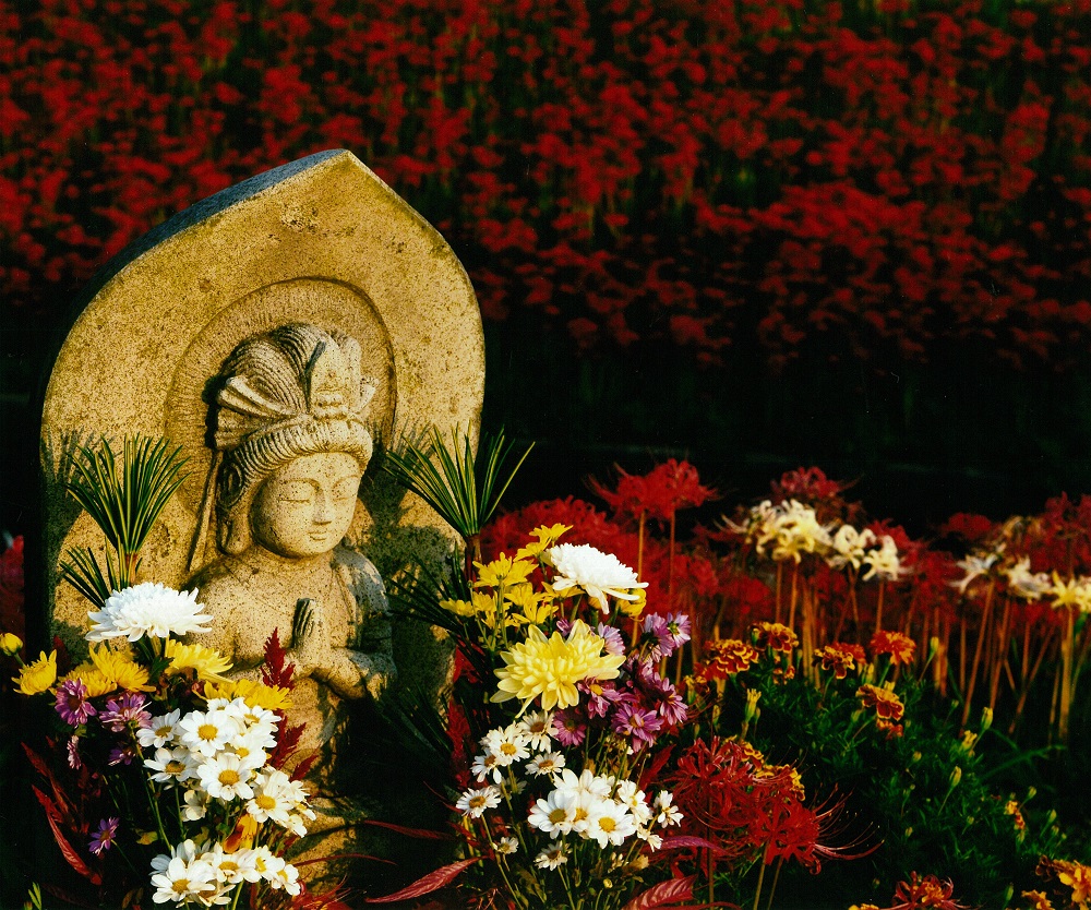 Yakachi River and Red Spider Lily Fields