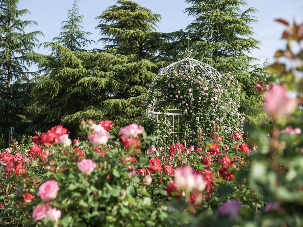 RoseFestival　ハナショウブまつり