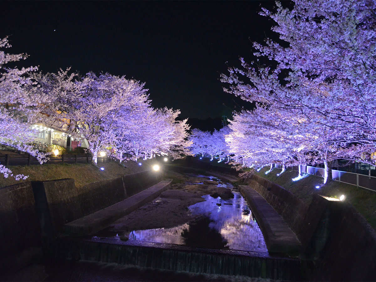 飯野川桜並木ライトアップ