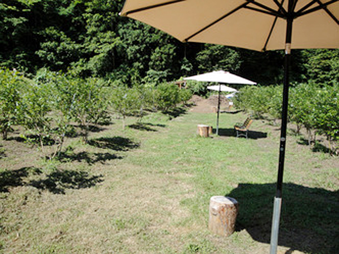 まいにちぶるーべりー