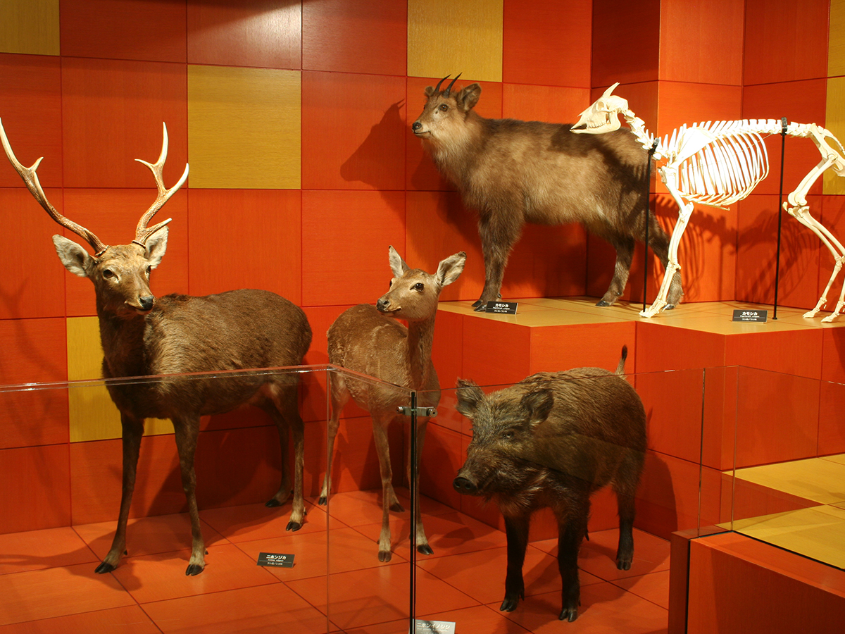 Toyohashi Zoo & Botanical Park (Non Hoi Park)