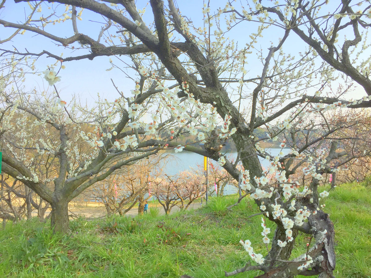 เทศกาลดอกบ๊วยที่สระโซริ ครั้งที่ 35 และครบรอบ 55 ปี แห่งการก่อตั้งเมืองชิตะ