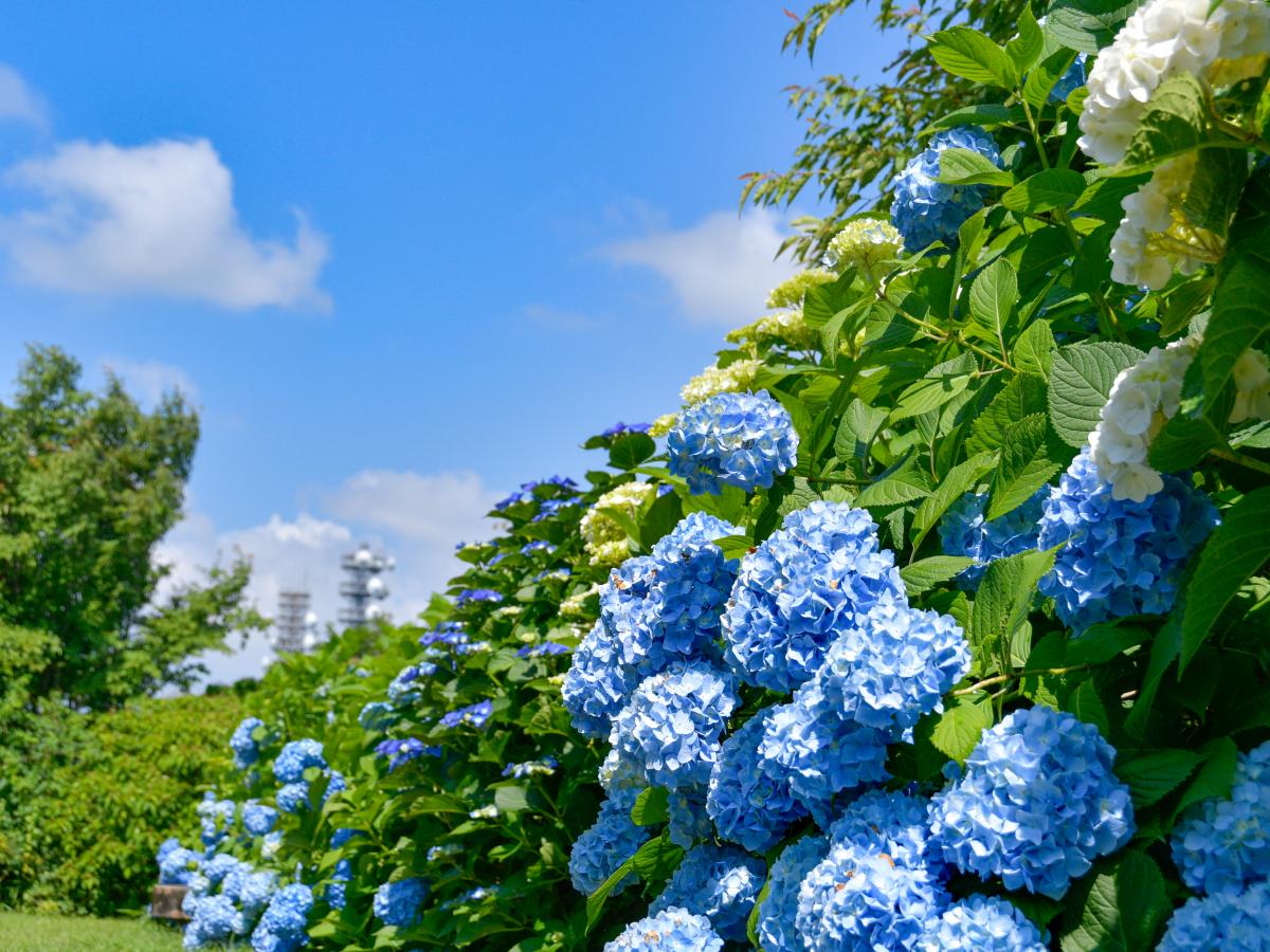 เทศกาลดอกไฮเดรนเยียที่ภูเขาซังกะเนะ