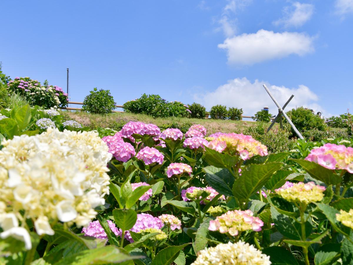 Mt. Sangane Hydrangea Festival