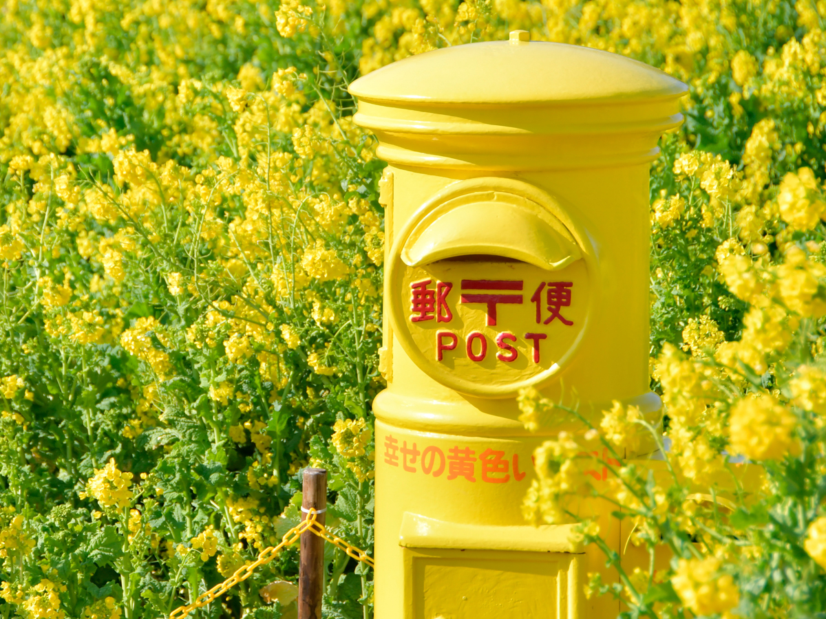 渥美半島菜の花まつり