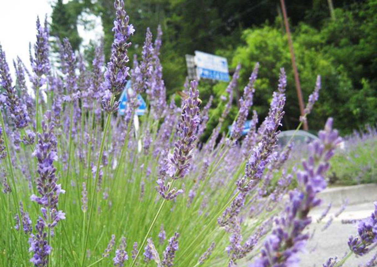 ラベンダーフェア（道の駅どんぐりの里いなぶ）