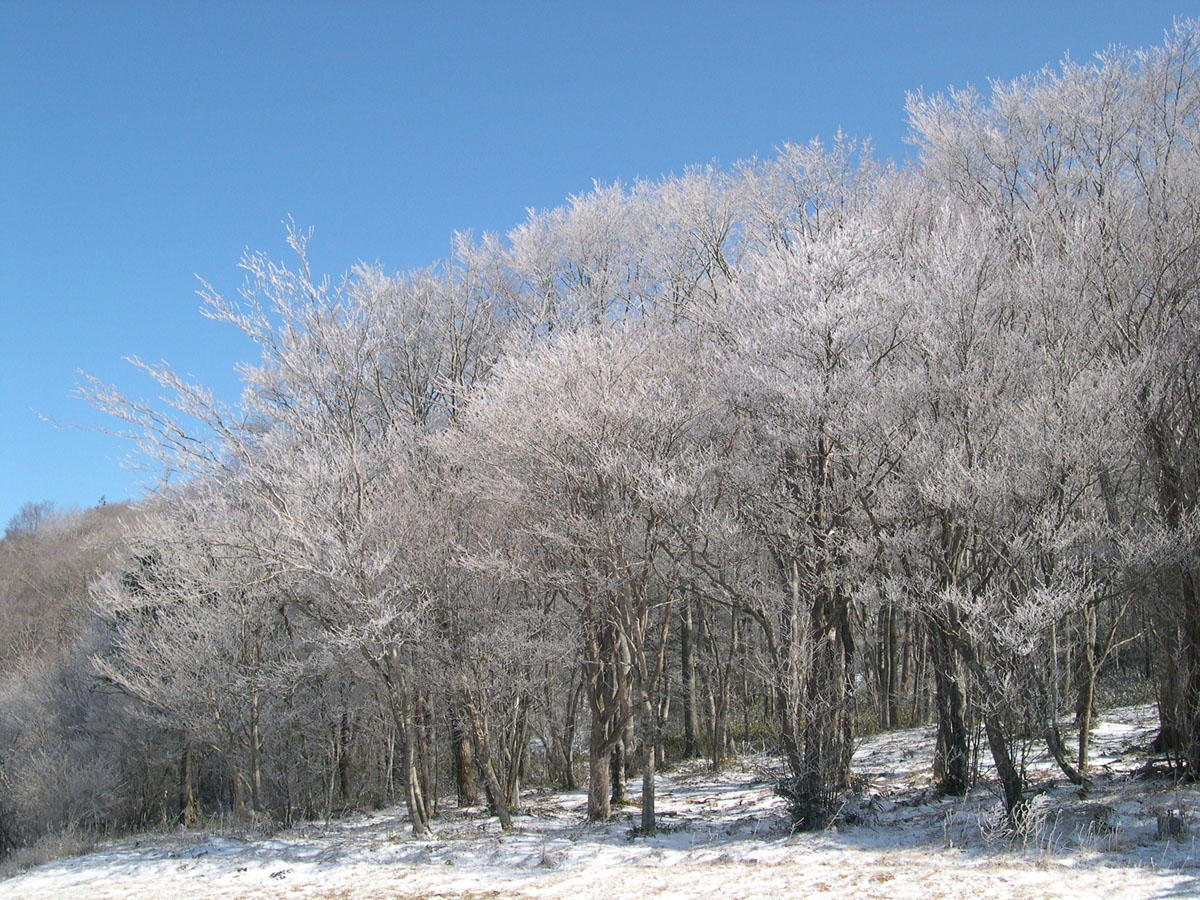 面ノ木原生林の霧氷