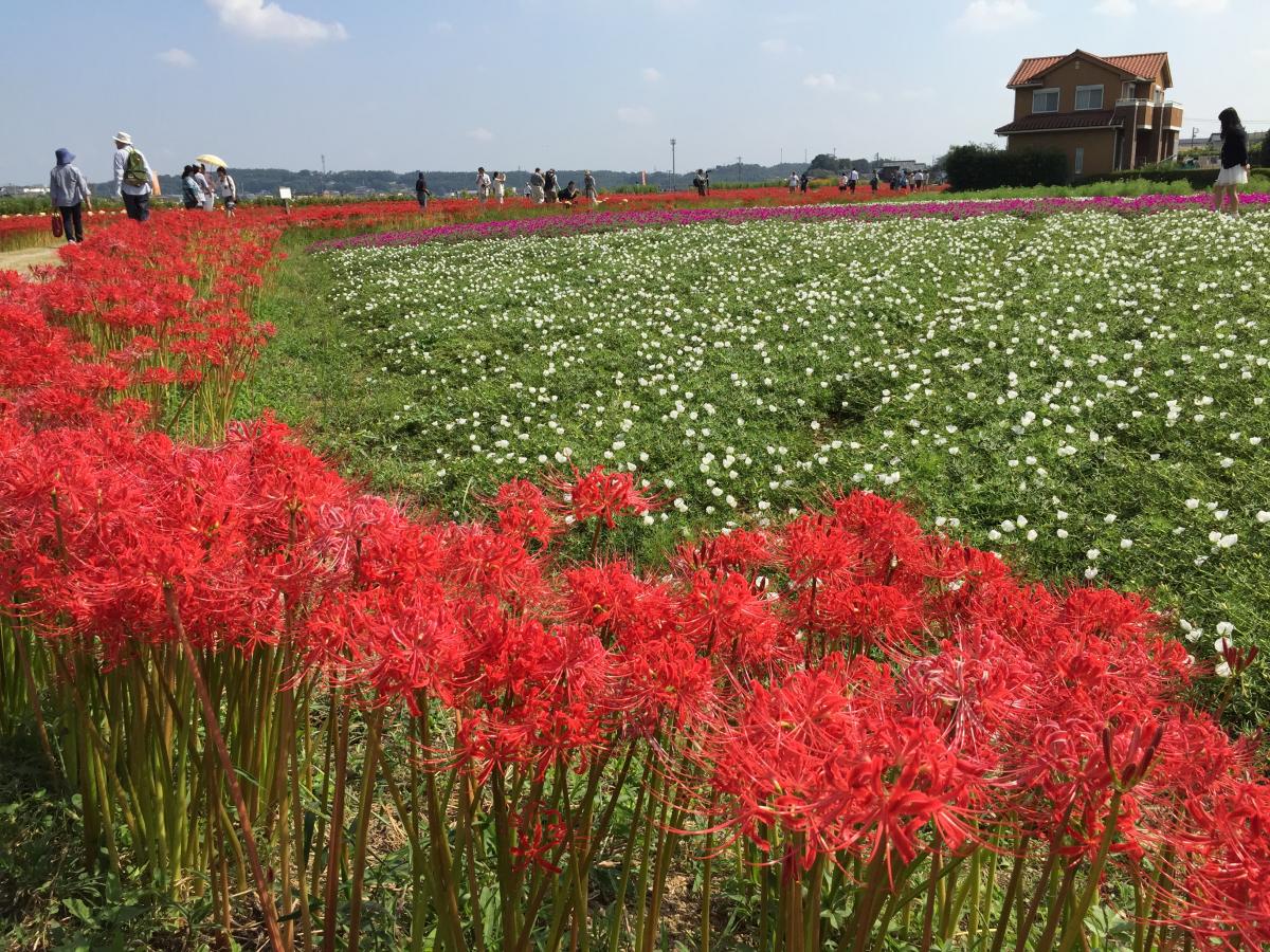 Yakachi River and Red Spider Lily Fields