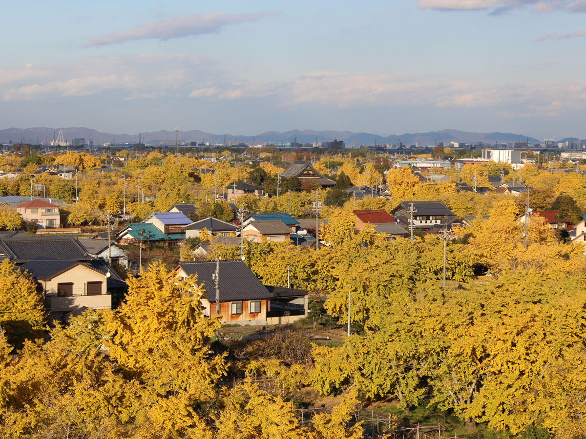 祖父江银杏树黄叶节