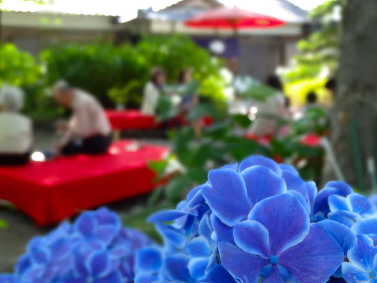 Bisai Hydrangea Festival