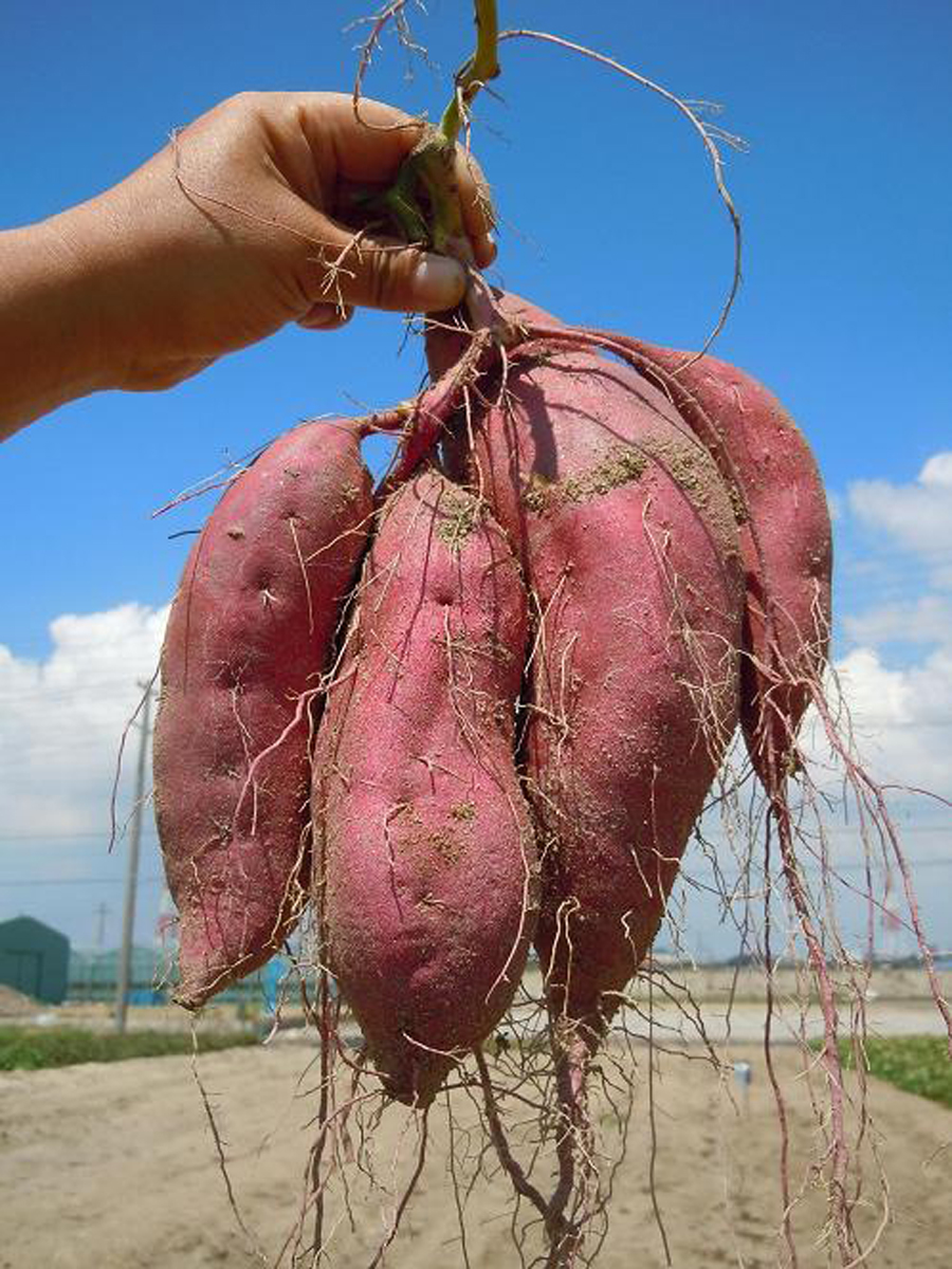 헤키난시 농업활성화센터 아오이 파크