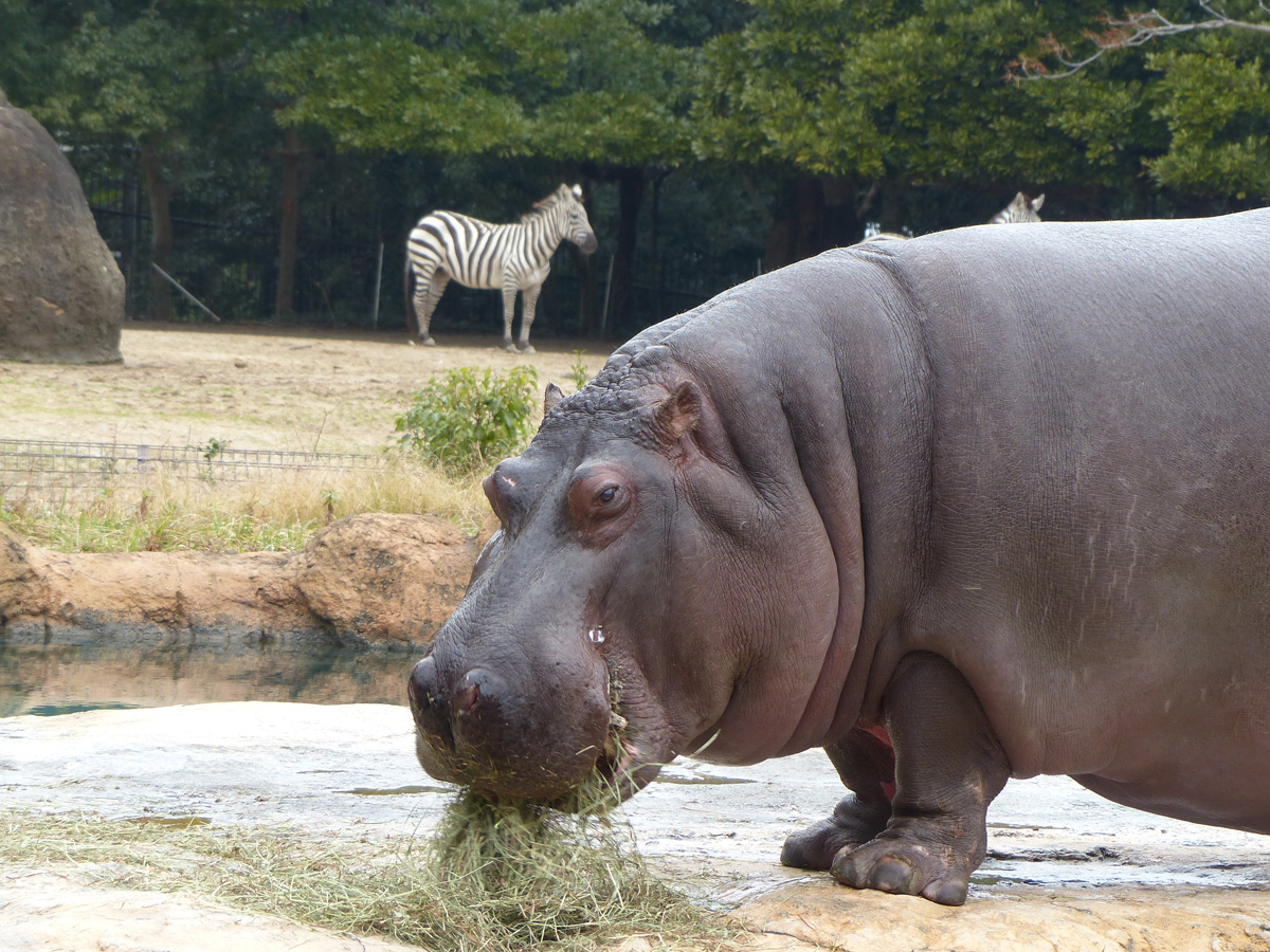 豊橋総合動植物公園（のんほいパーク）ゴールデンウィークイベント