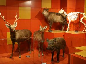 สวนสัตว์และสวนพฤกษศาสตร์โทโยฮาชิ (นงโฮอิปาร์ค)