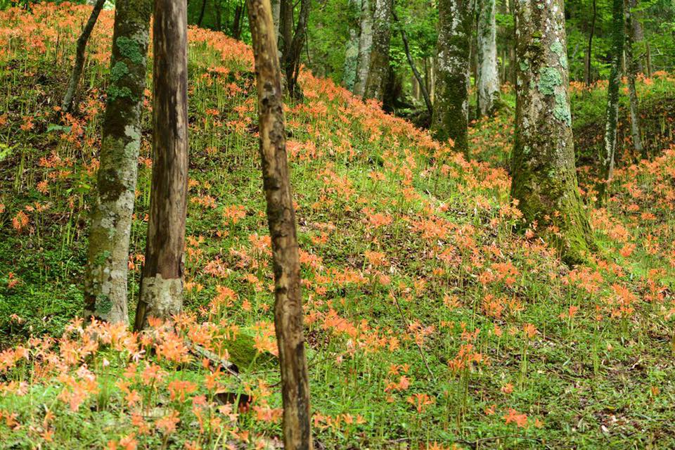 Orange Spider Lilies