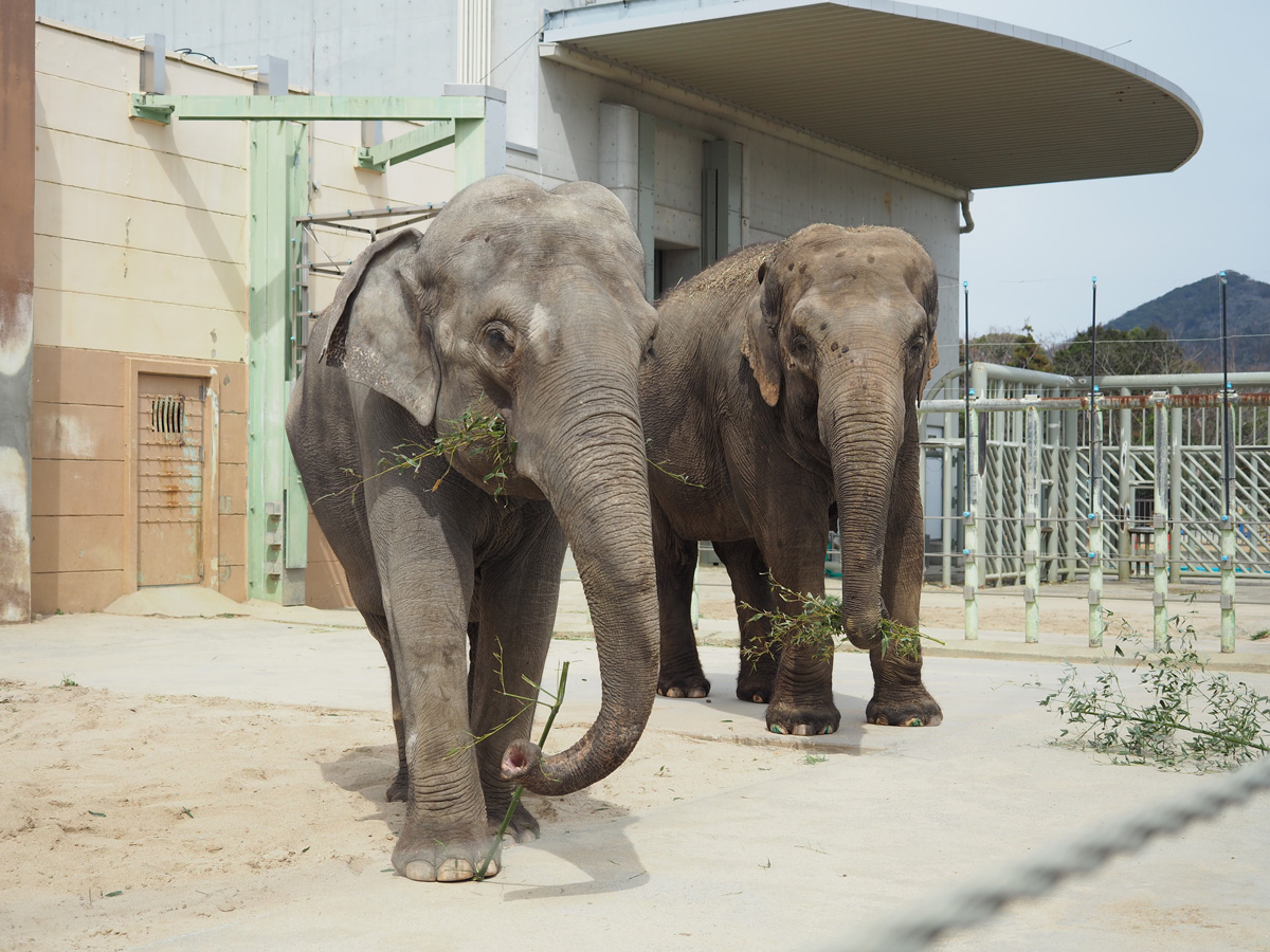 豊橋総合動植物公園（のんほいパーク）ゴールデンウィークイベント