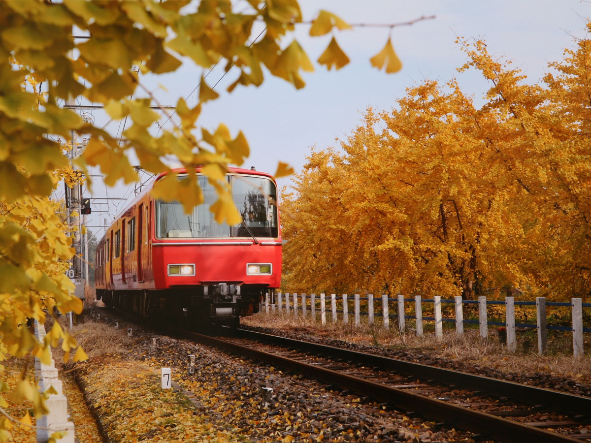 祖父江银杏树黄叶节