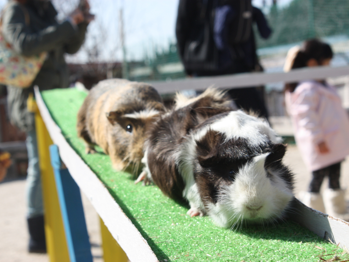 愛知牧場（あいちぼくじょう）どうぶつ広場