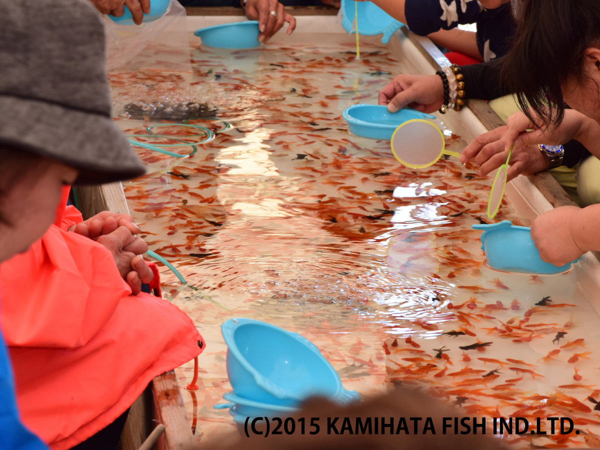 金魚日本一大会